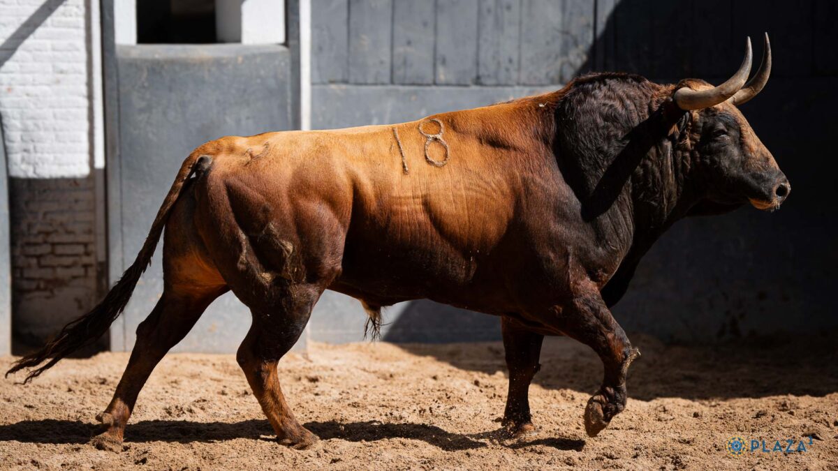 4º Zafio, Nº18