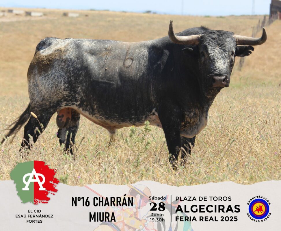Algeciras Miura 16