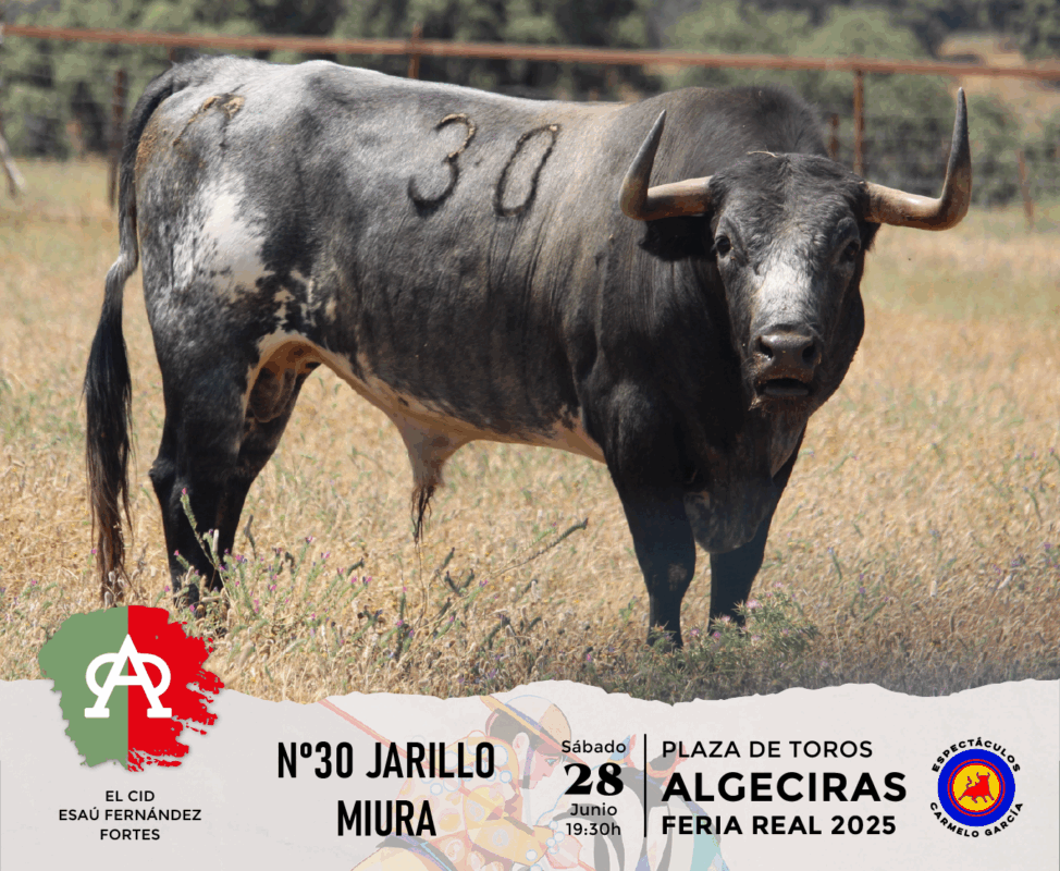 Algeciras Miura 30