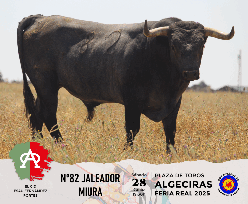 Algeciras Miura 82