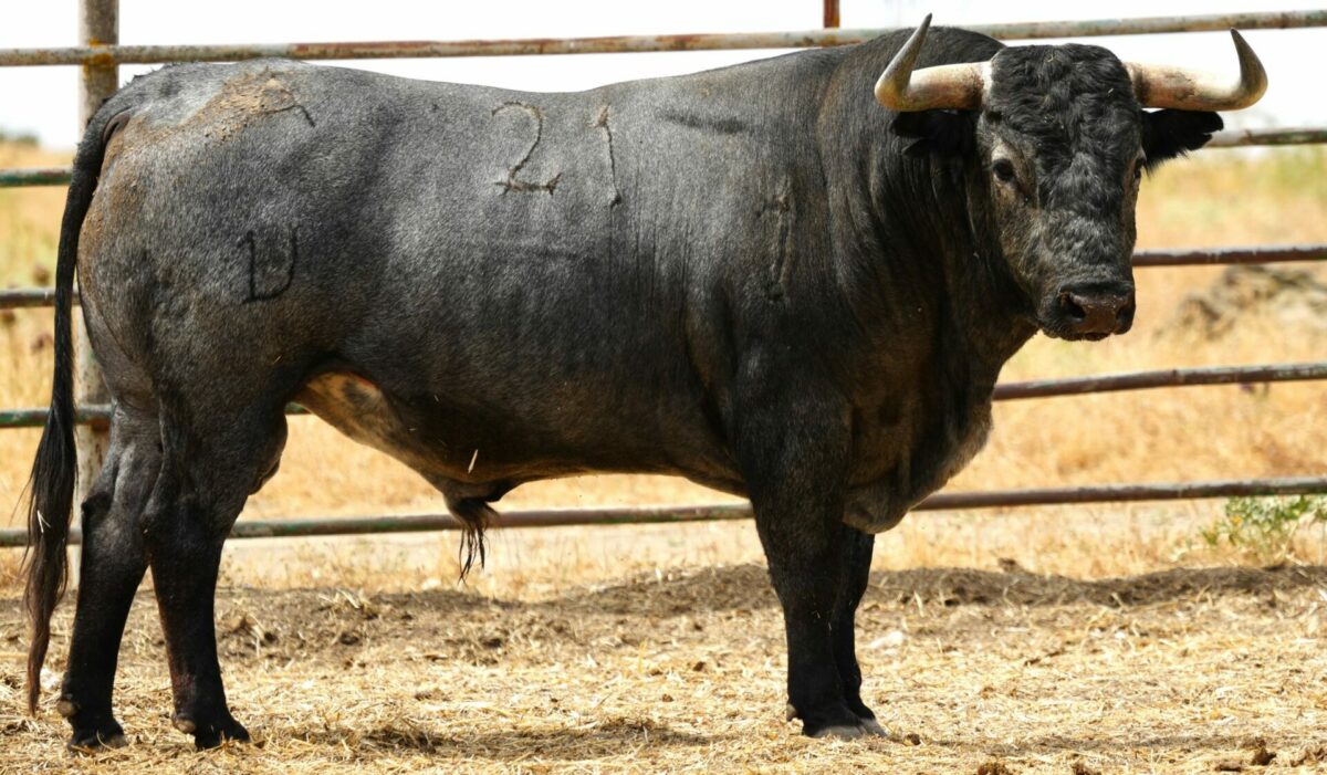 Bohonero 21