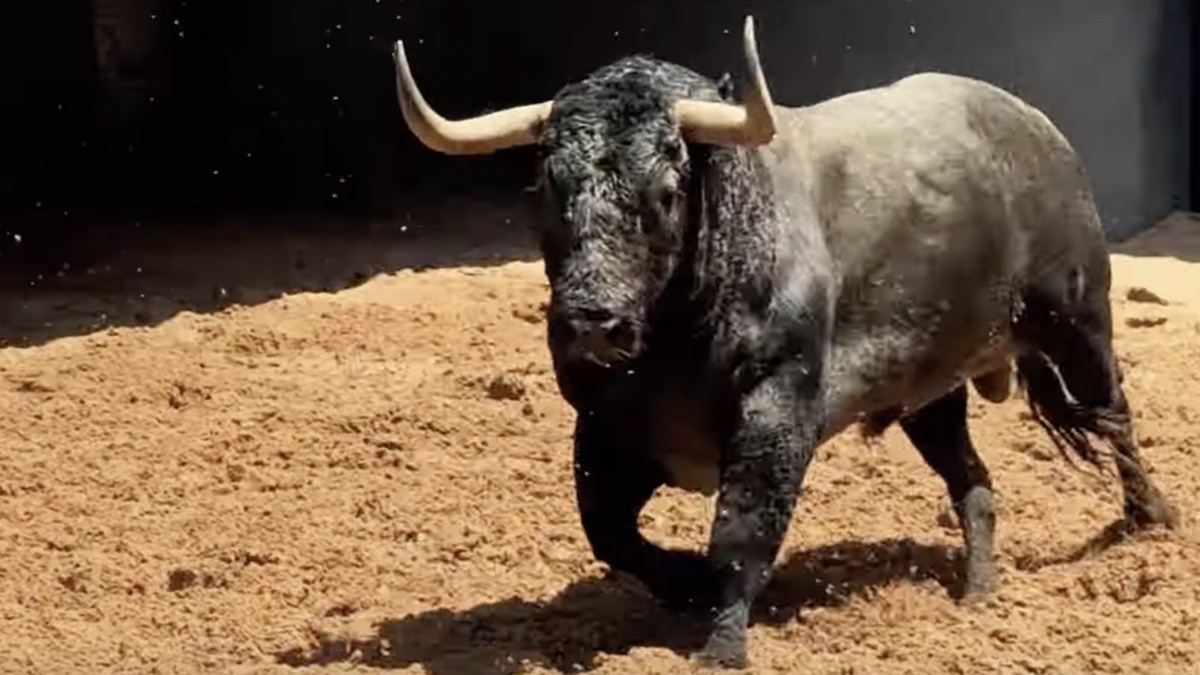 Los toros de Victorino Martín para la In Memoriam ya están en Las Ventas