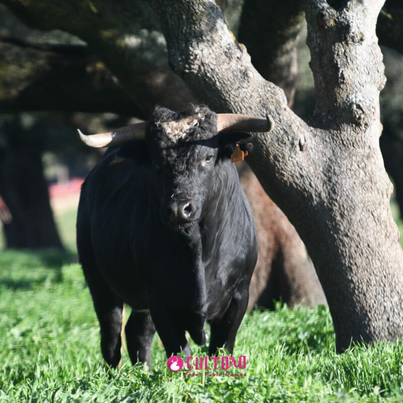 Barcial (1)