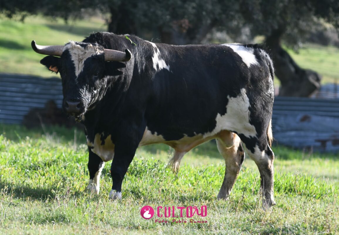 Barcial (10)