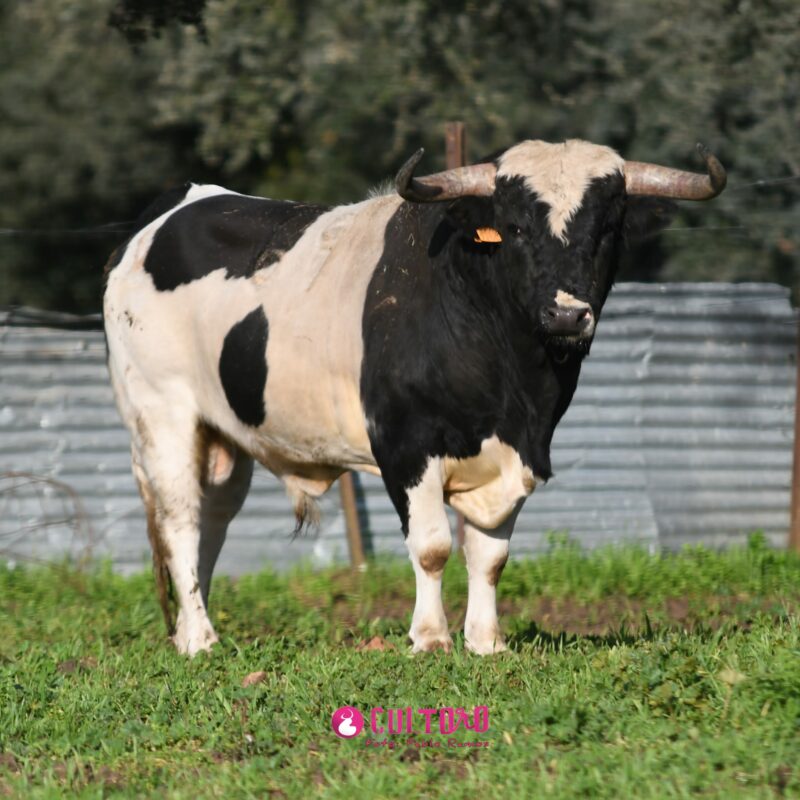 Barcial (13)