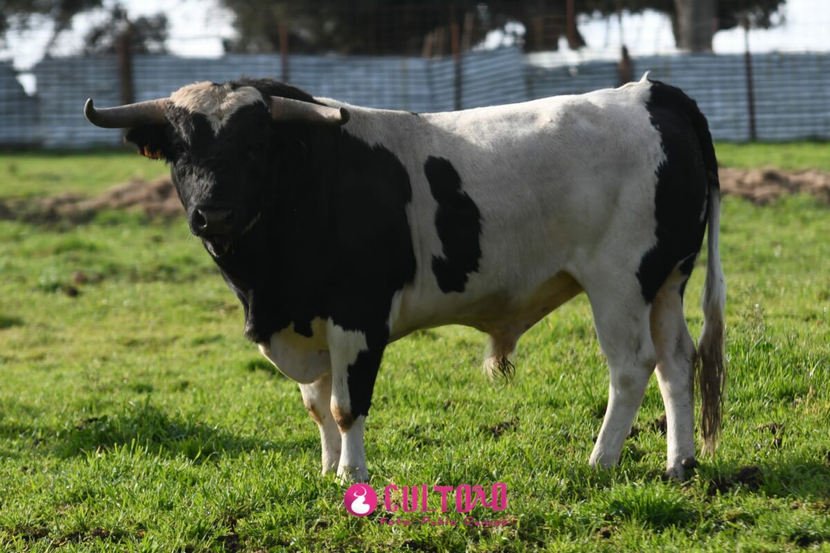 Barcial (14)