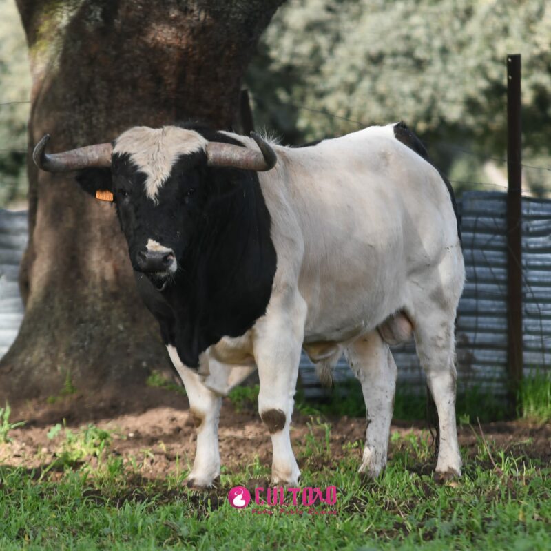 Barcial (15)