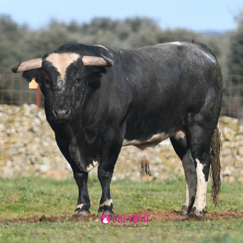 Barcial (17)