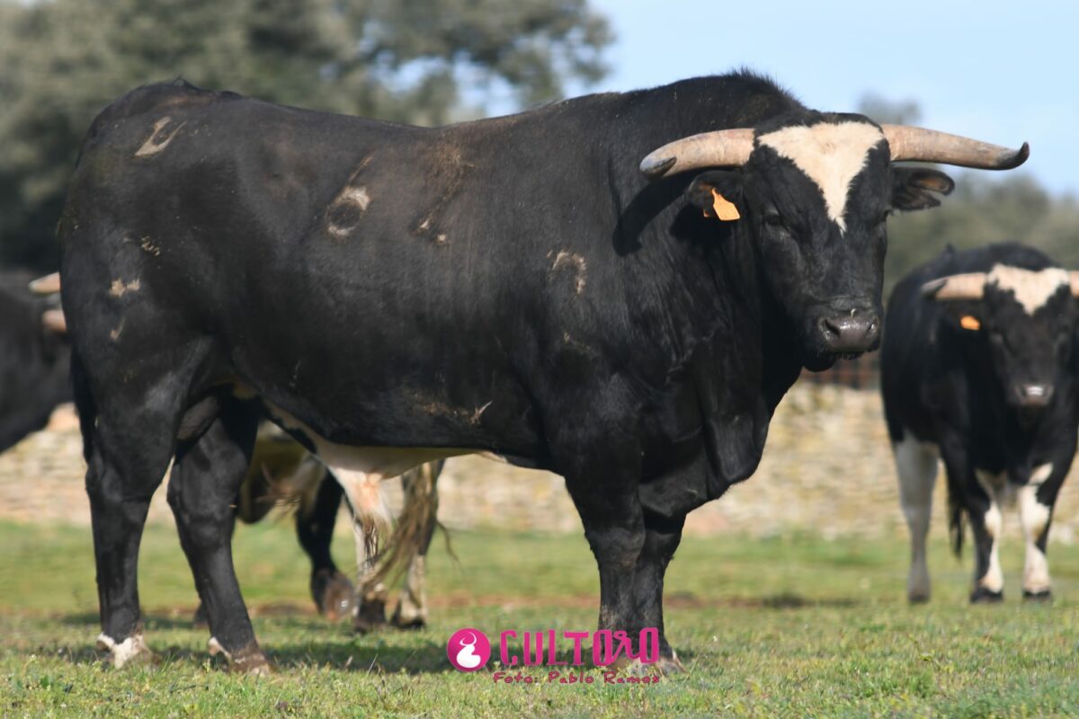 Barcial (18)