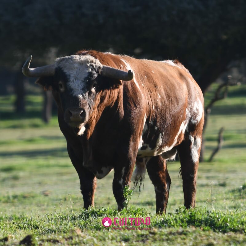 Barcial (2)