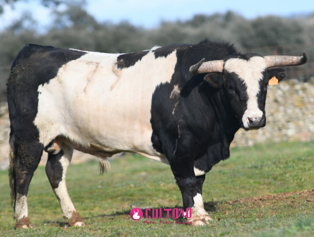 Barcial (21)