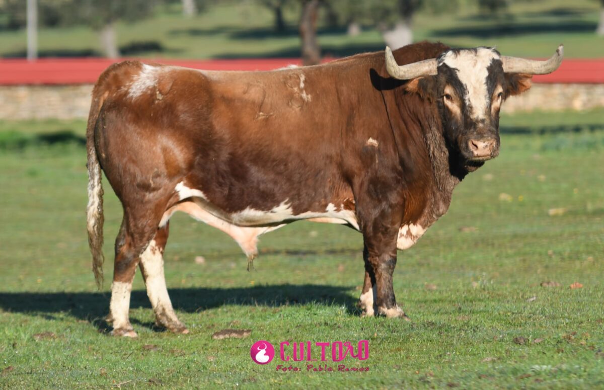Barcial (4)