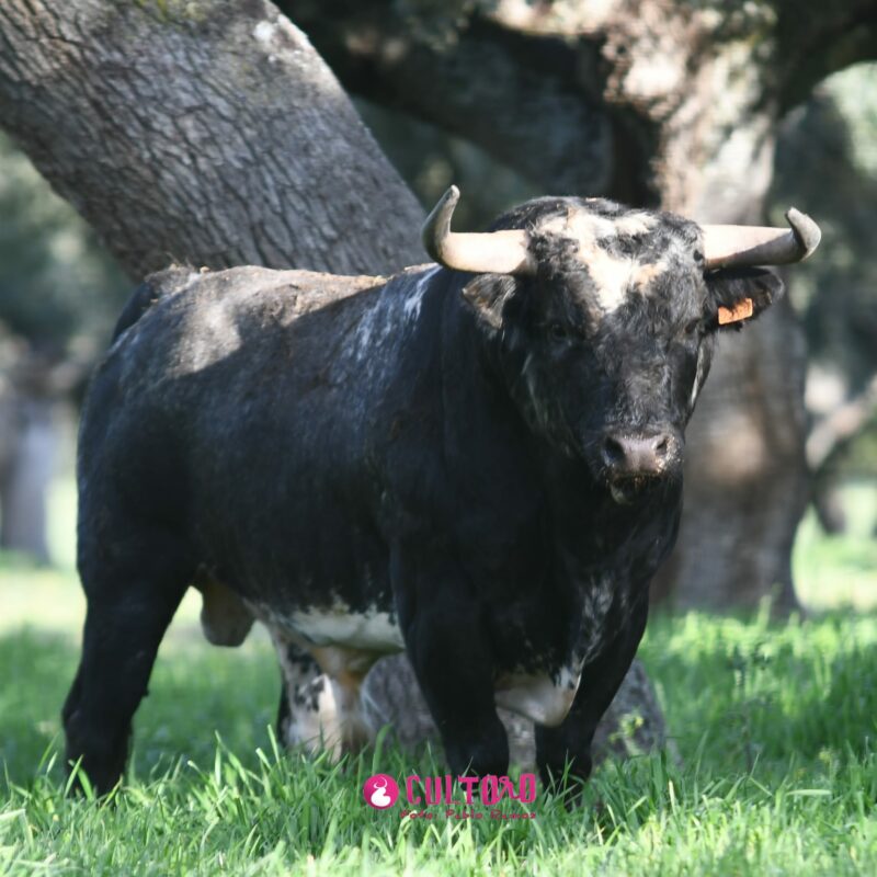 Barcial (5)