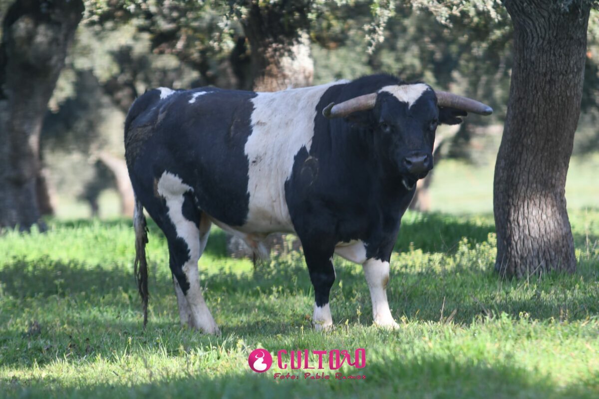 Barcial (6)