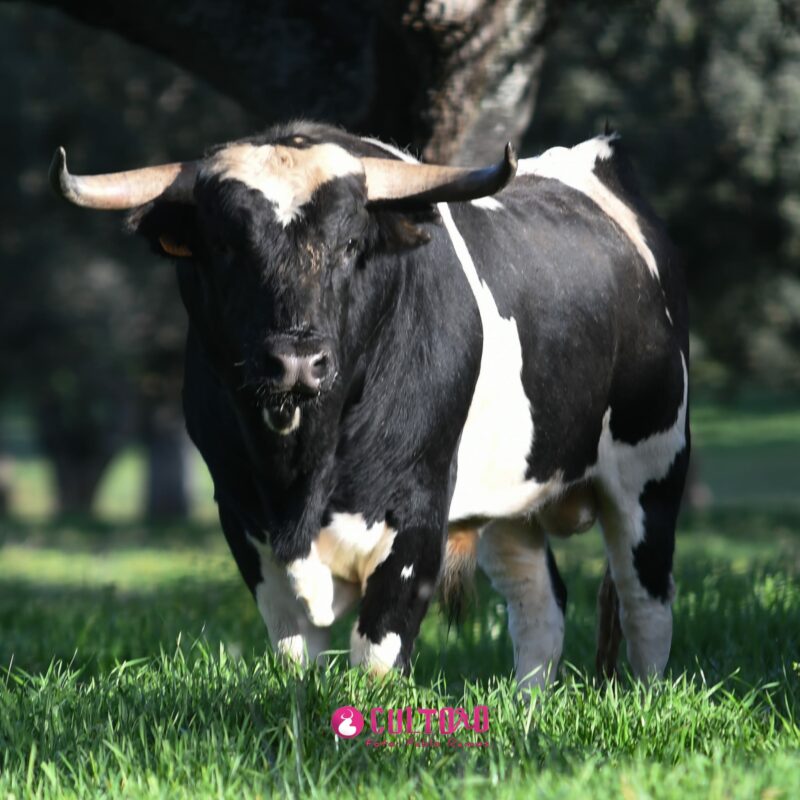 Barcial (7)