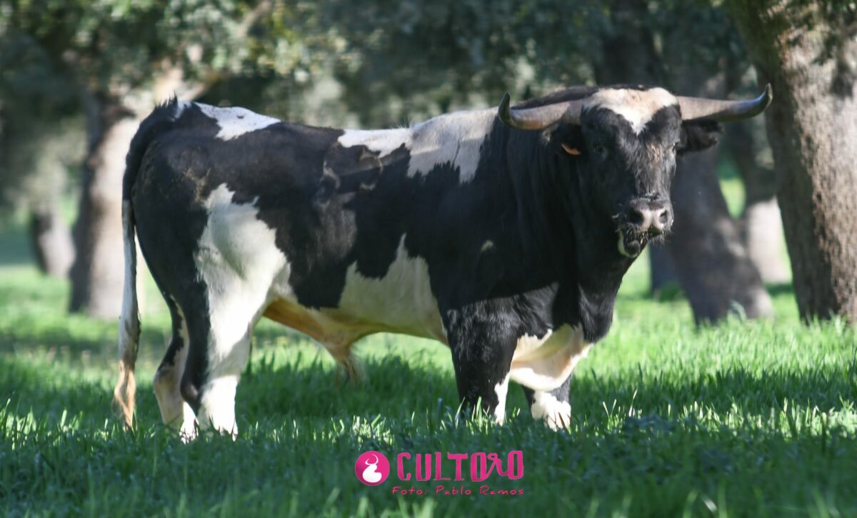 Todos los toros y novillos de Barcial para 2025: los ‘patasblancas’, un emblema del campo charro