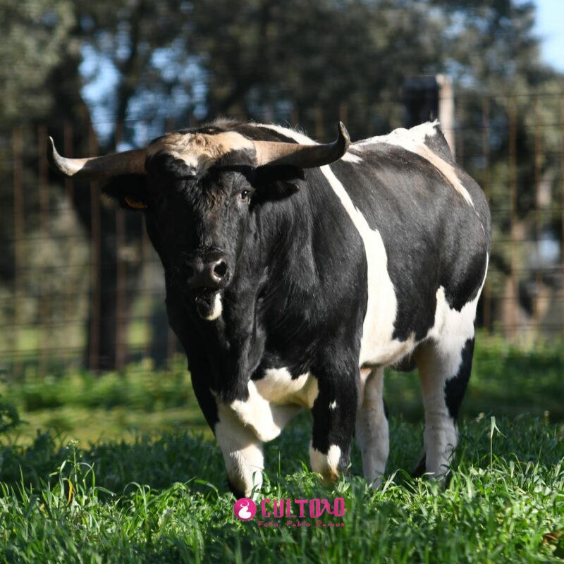 Barcial (9)