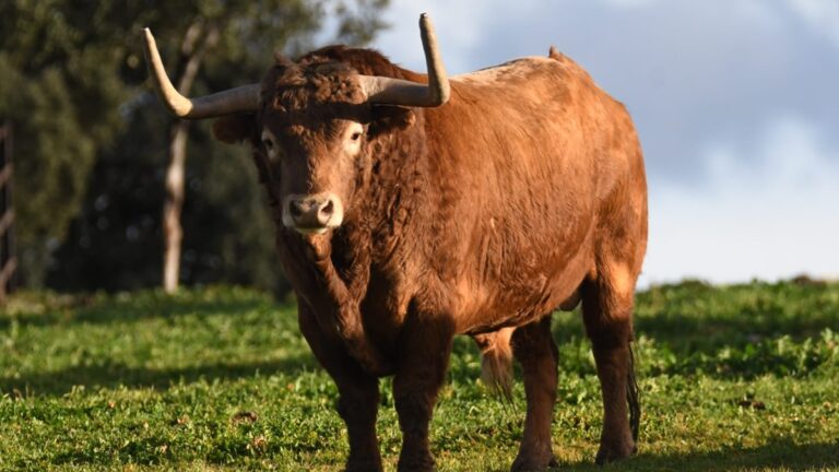 La historia del toro que se lidiará en Pamplona y que ha pisado ya seis veces Las Ventas