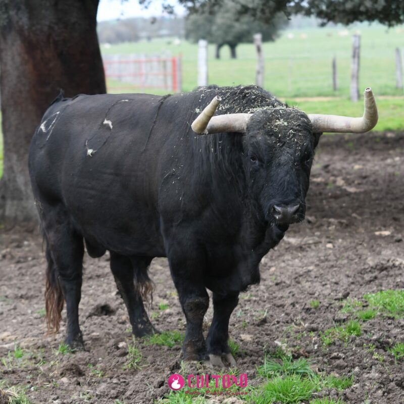 Montalvo (10)