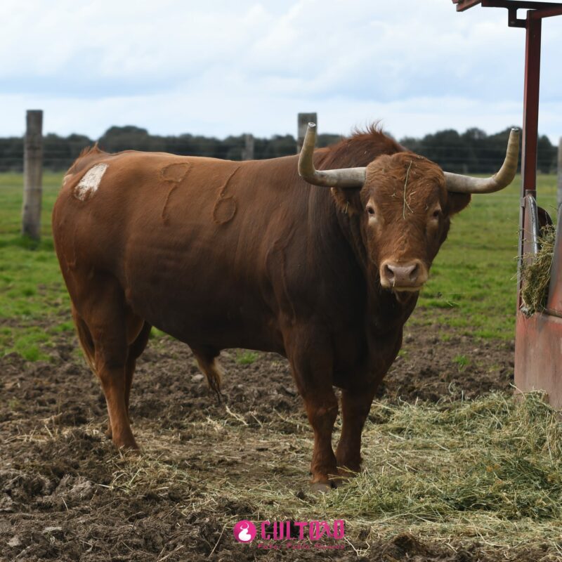 Montalvo (12)