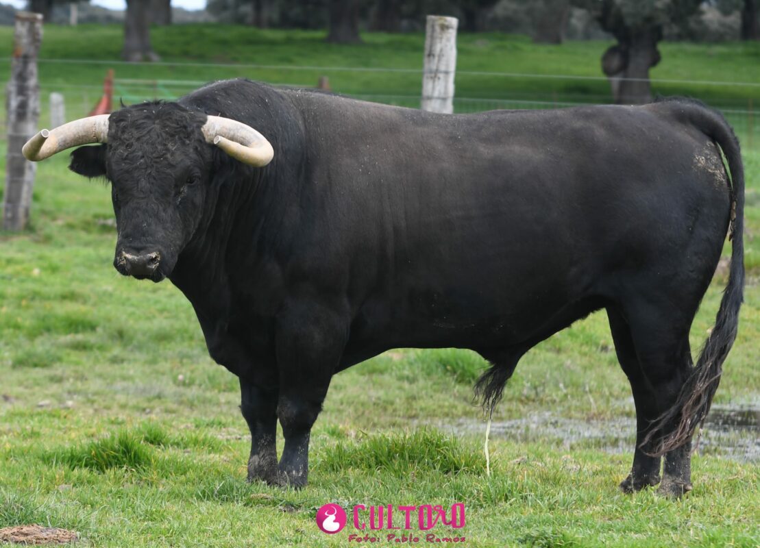 Montalvo (13)
