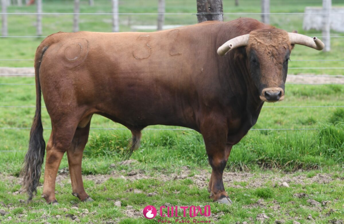 Montalvo (14)