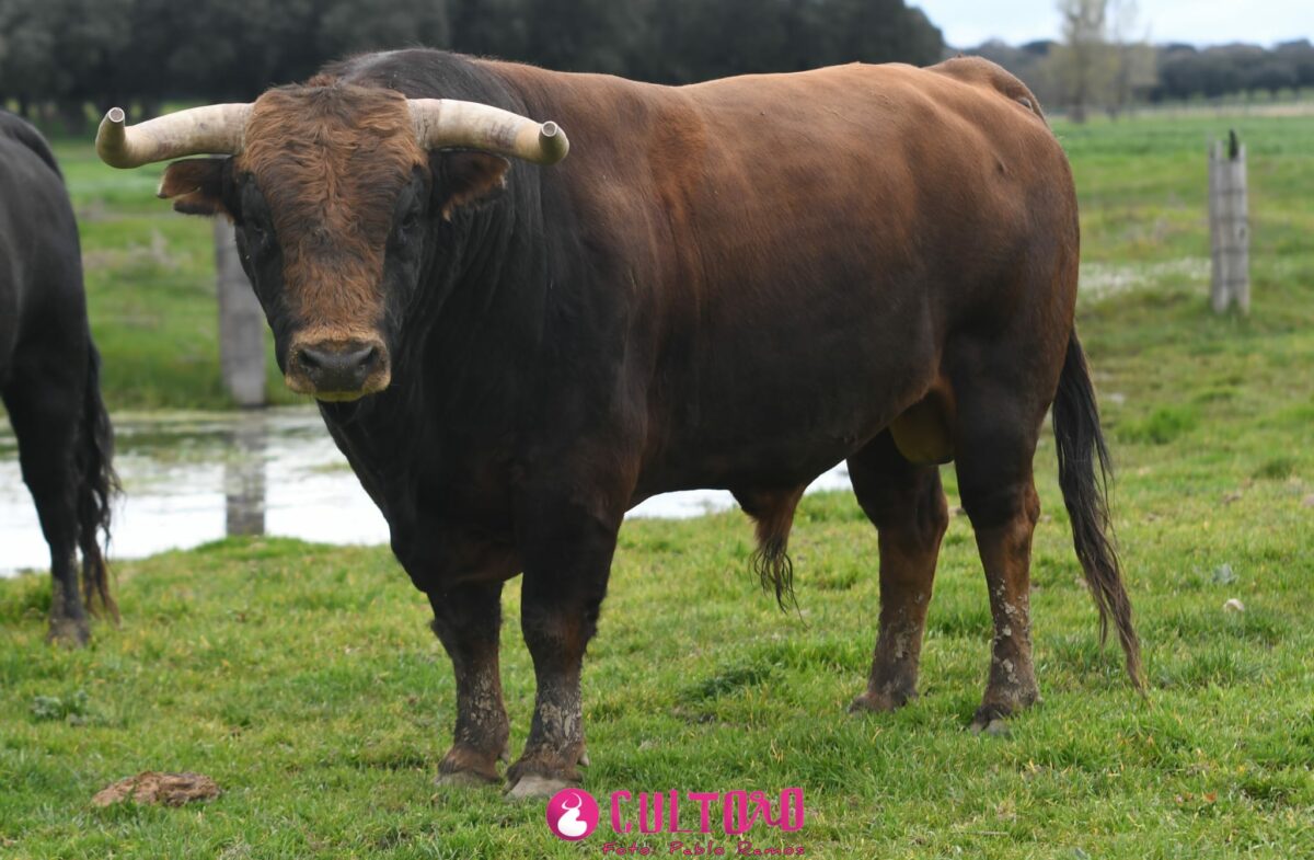 Montalvo (15)