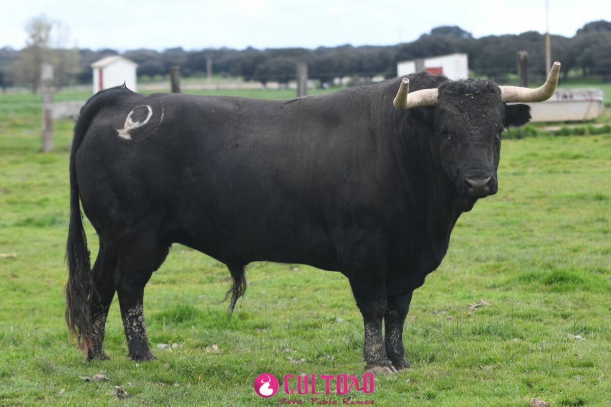 Montalvo (16)