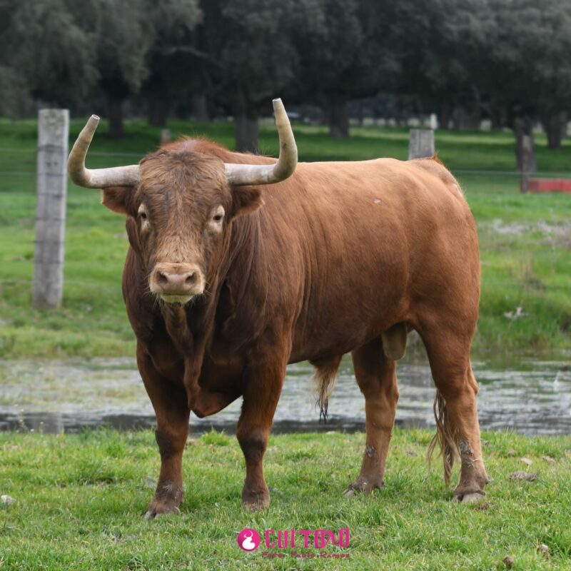 Montalvo (17)