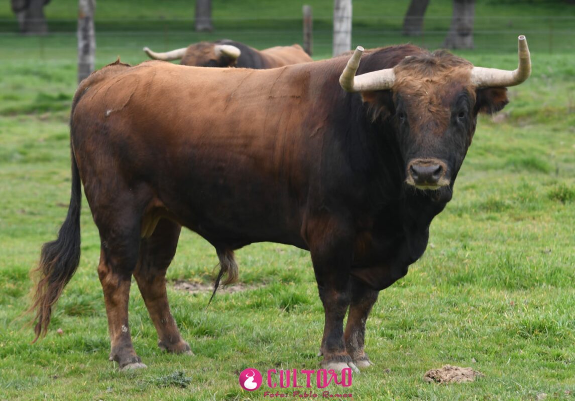 Montalvo (18)
