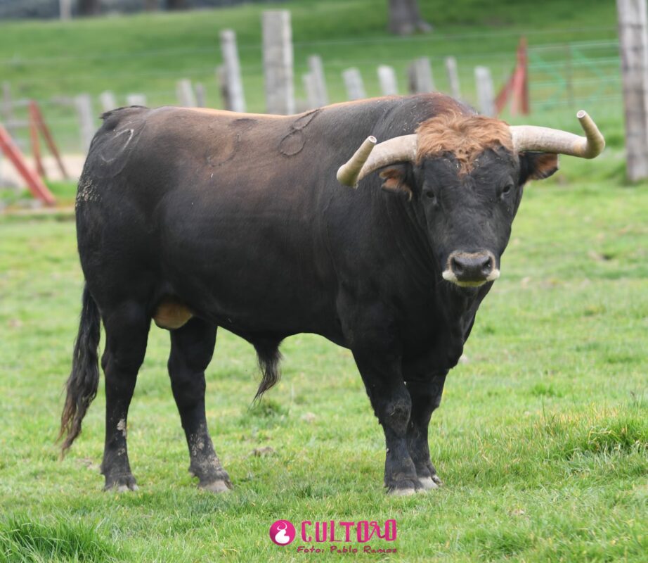 Montalvo (19)