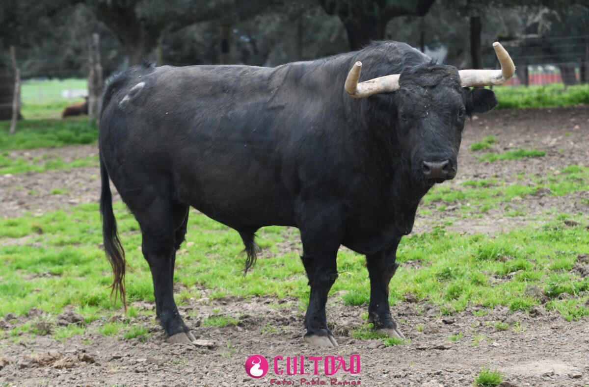 Montalvo (2)