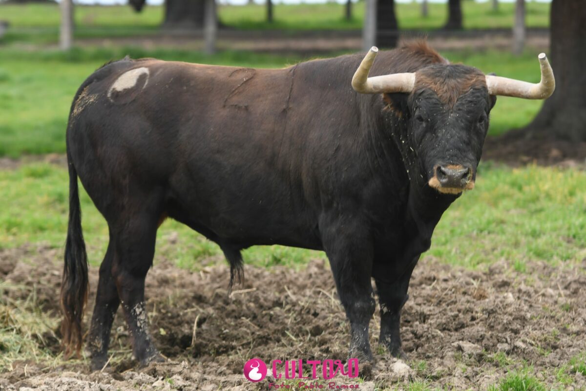 Montalvo (20)