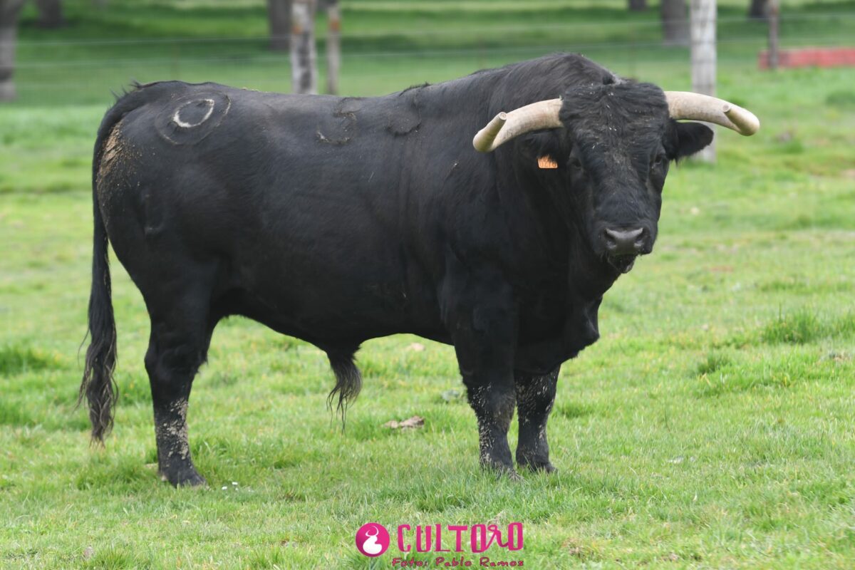Montalvo (21)