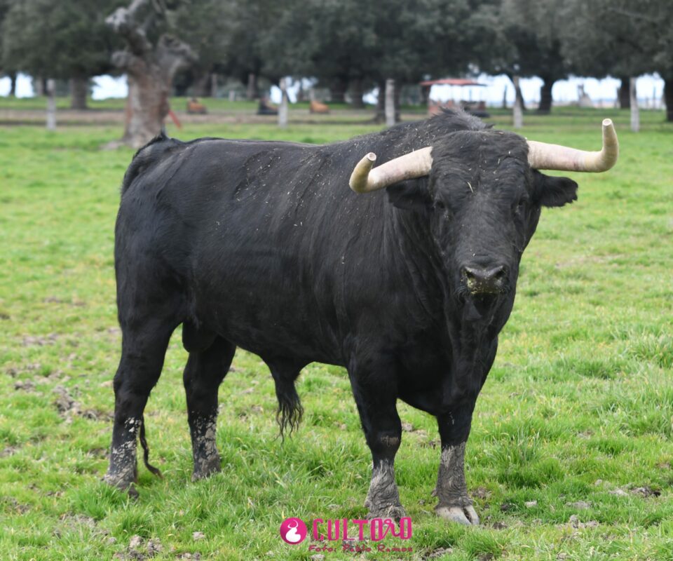 Montalvo (22)