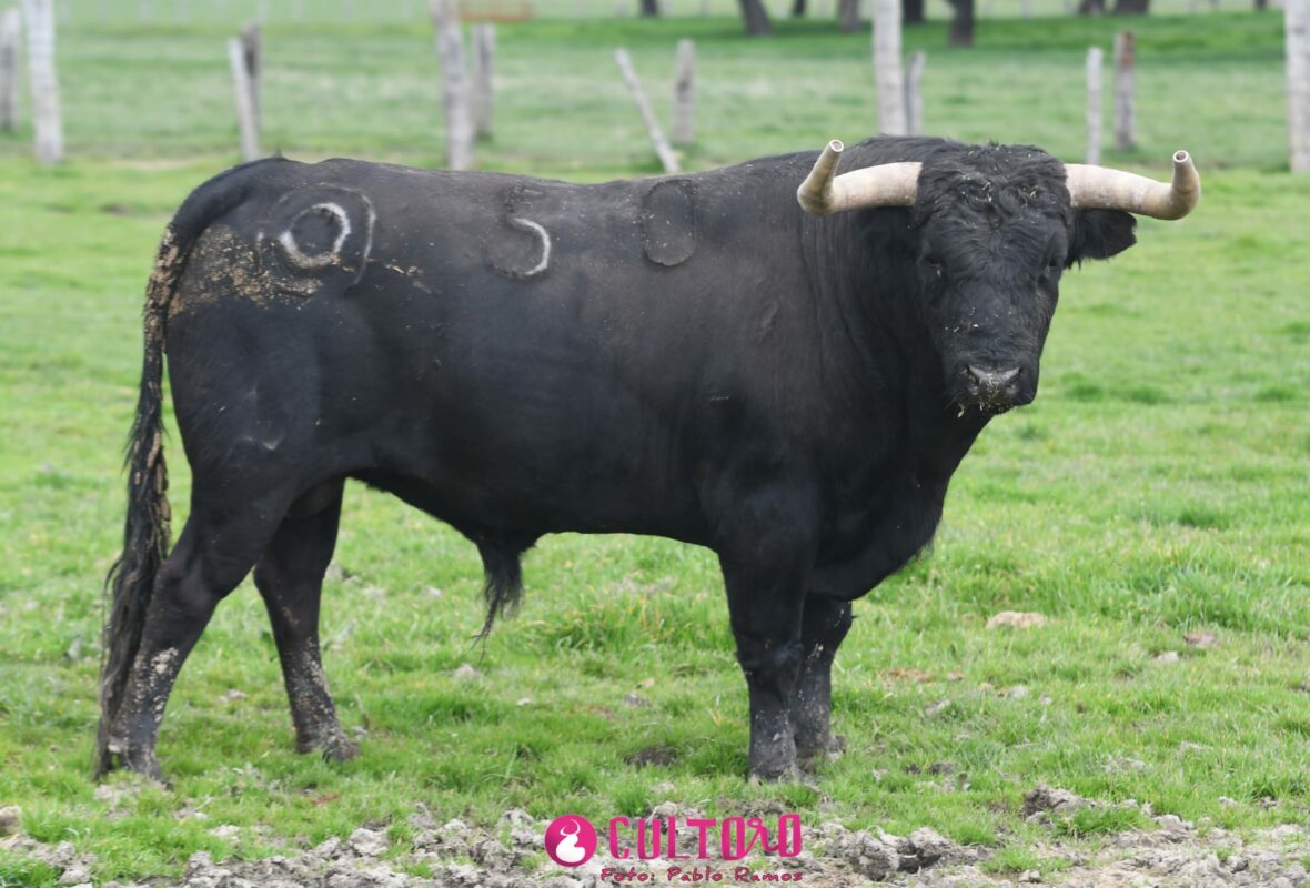 Montalvo (23)