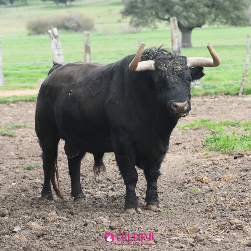 Montalvo (3)