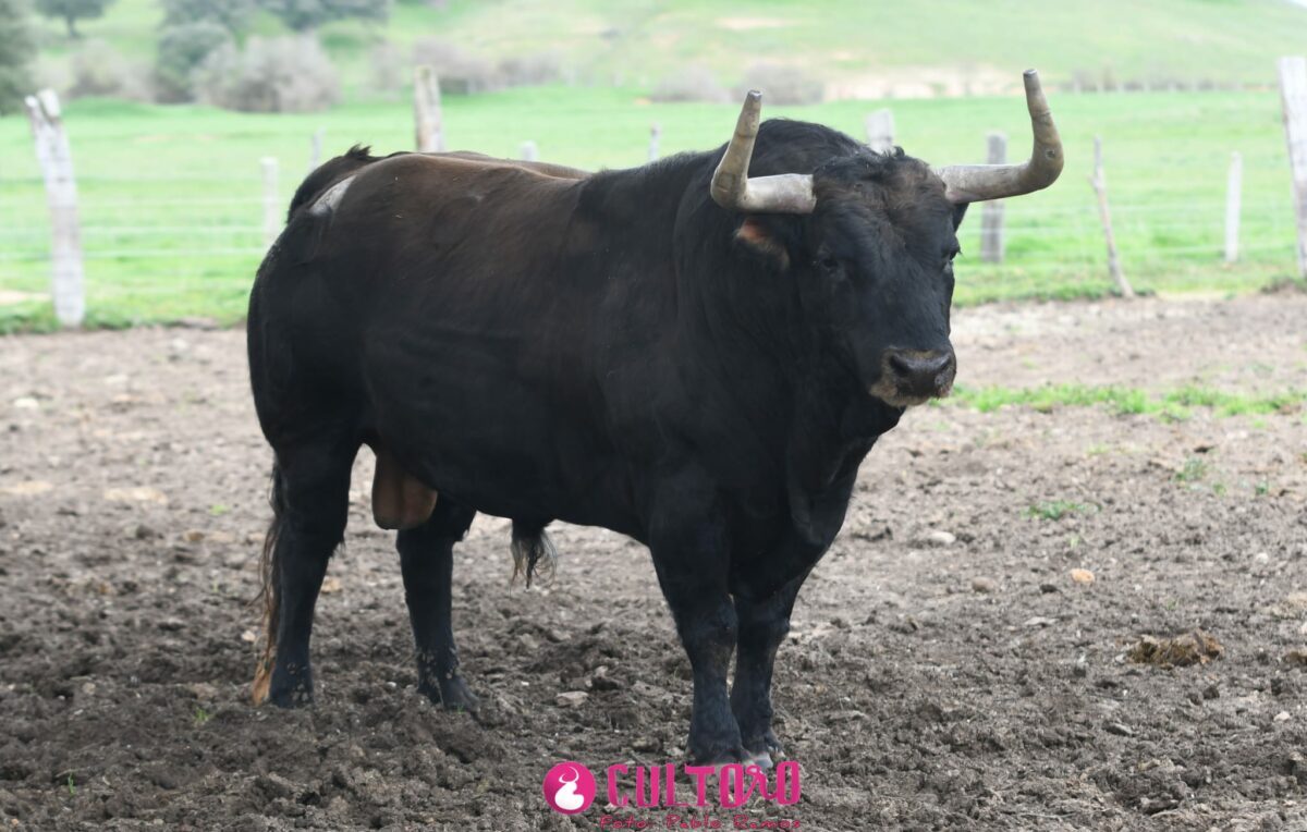 Montalvo (4)