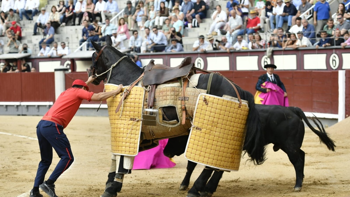 Picador