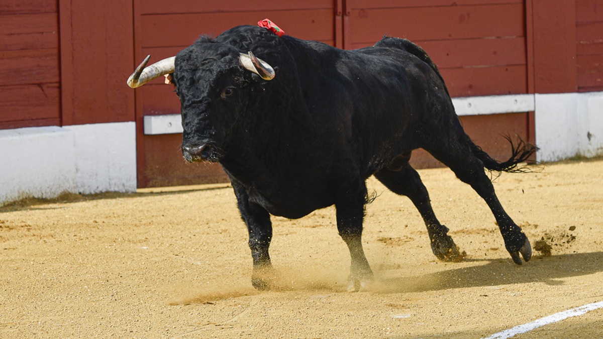Toro Chenel