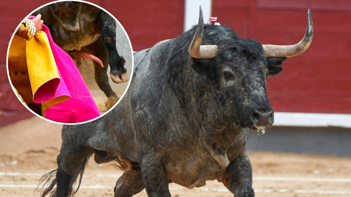 Toro Jose Escolar Madrid