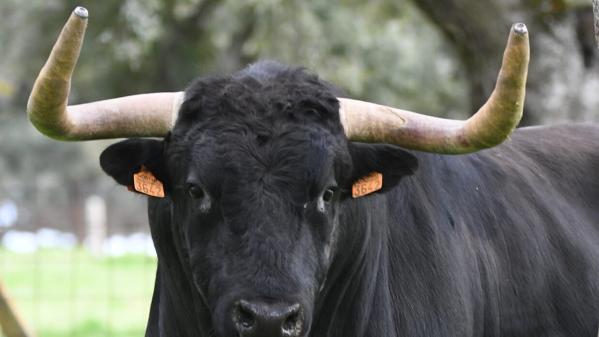 Toro