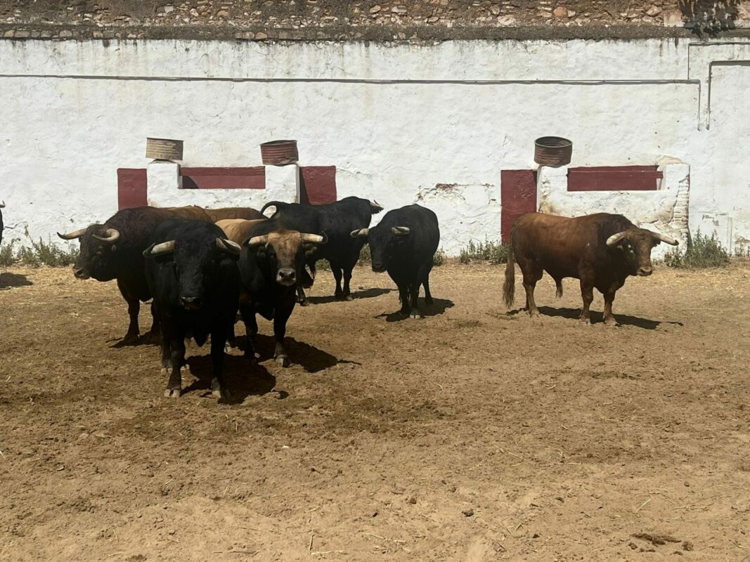 Toros2