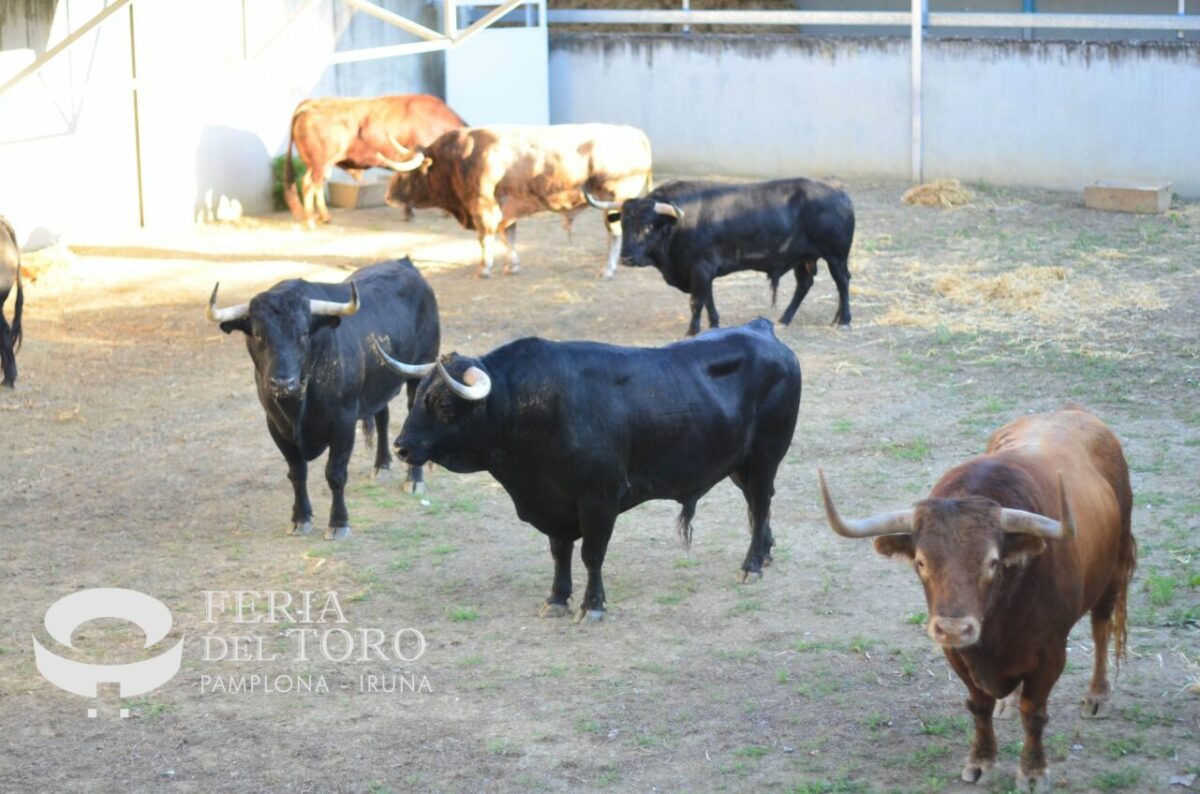 Victoriano Web 2 2048x1356 1