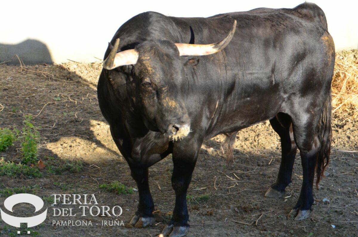 Victoriano Web Scaled 1