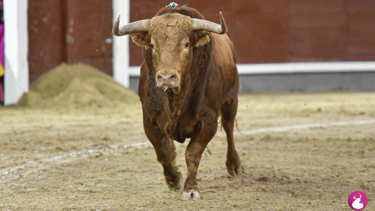 Cuando el toro quiso embestir