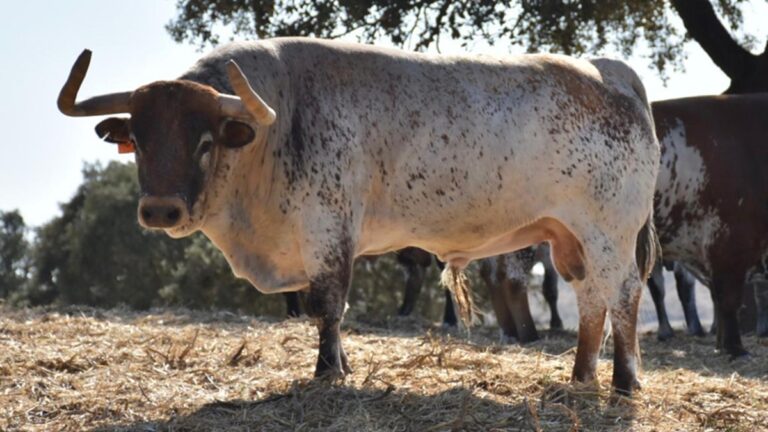 Imponente encierro de Sobral para Céret