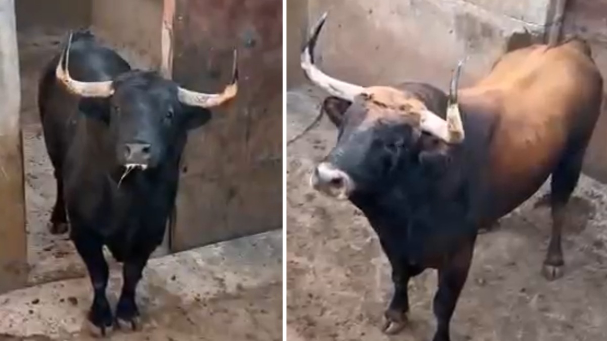Sin Título