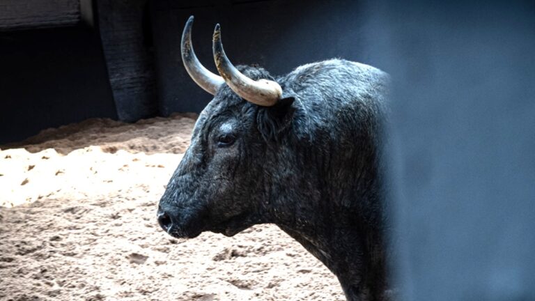 La corrida de Adolfo que se televisará esta semana