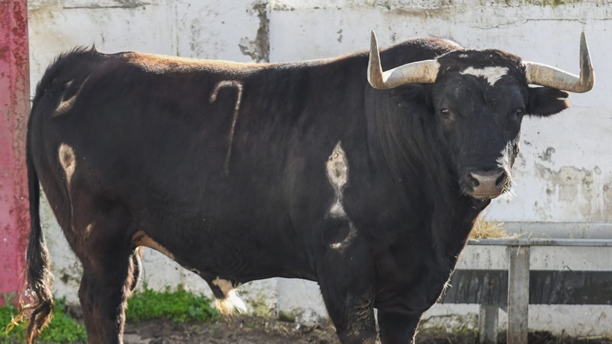 Cortijillo